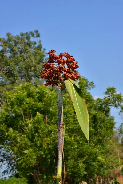 DSC_5196 (Large).JPG